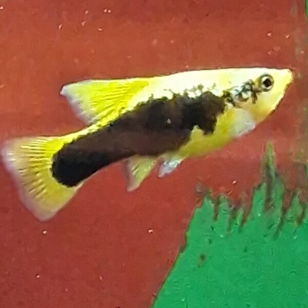 Xiphophorus maculatus ( Platy ) - Image 2