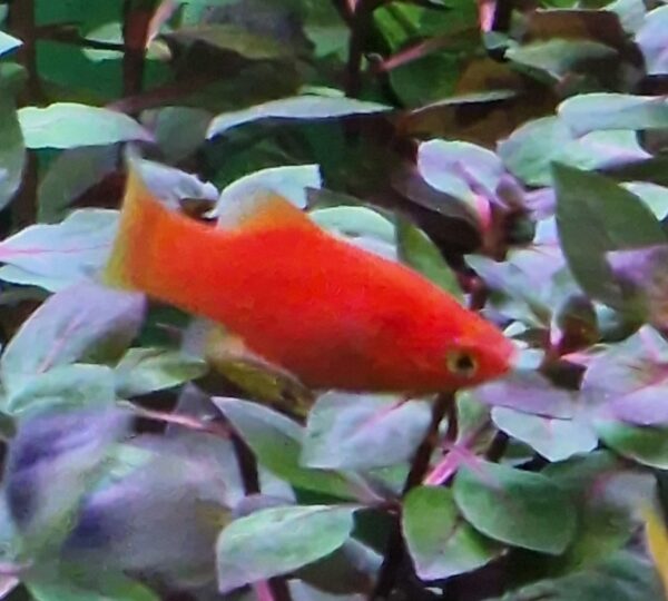 Xiphophorus maculatus ( Platy ) - Image 6