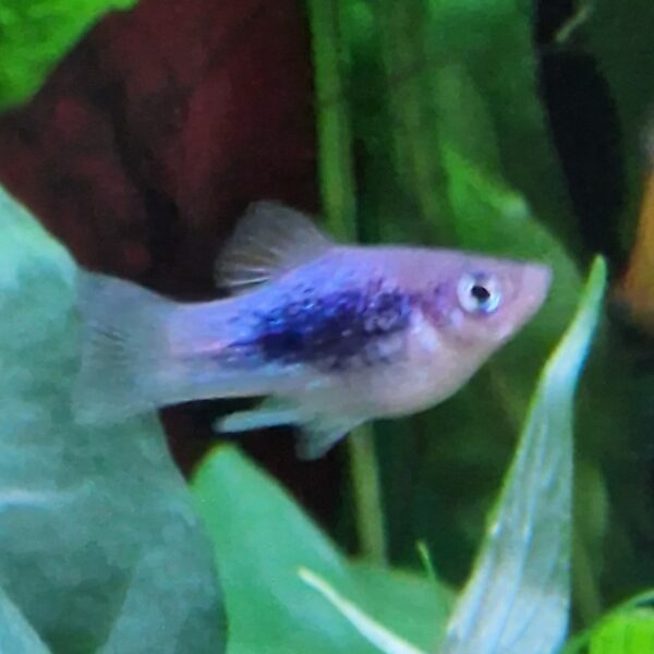 Xiphophorus maculatus ( Platy ) - Image 3