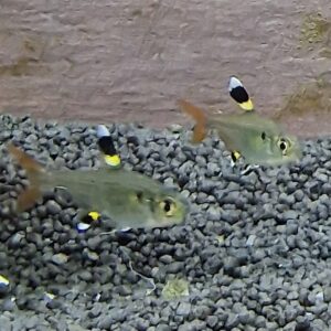 Pristella maxillaris