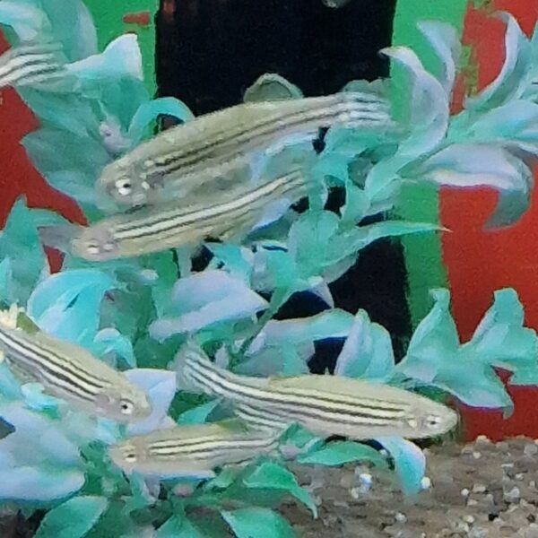 Danio rerio ( zebravisje )
