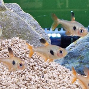 Hyphessobrycon sweglesi ( Rode fantoomzalm )