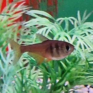 Hyphessobrycon flammeus ( rode rio )