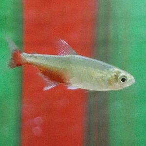 Aphyocharax rathbundi ( Roodvinzalm )