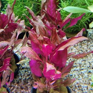 Alternanthera rosaefolia rosanervig