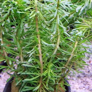 Rotala wallichii