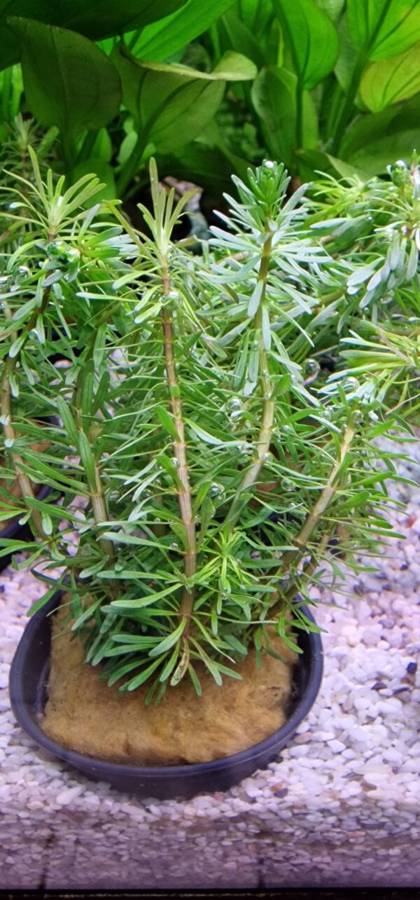 Rotala wallichii