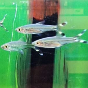 Rasbora trilineata ( Schaarvis of knipstaart )