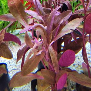 Alternanthera Sessilis