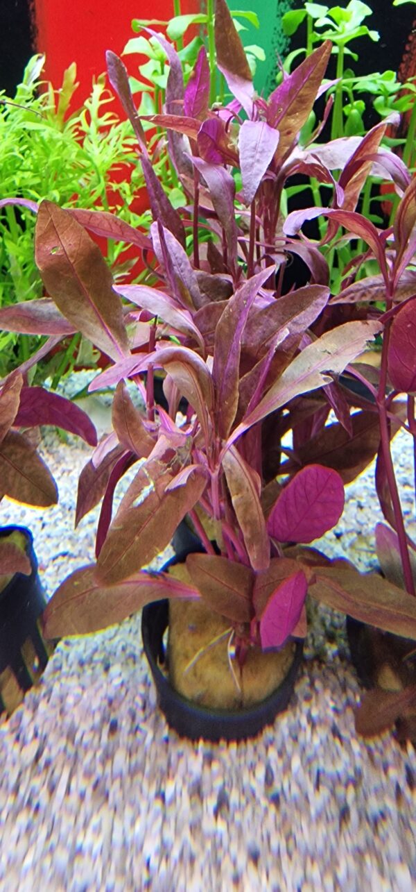 Alternanthera Sessilis