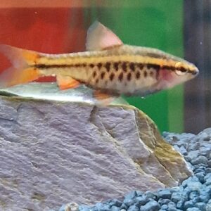Barbus titteya ( Sherry barbeel )