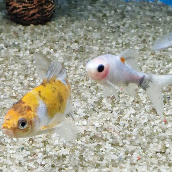 Carassius auratus ( goudvis ) - Image 3