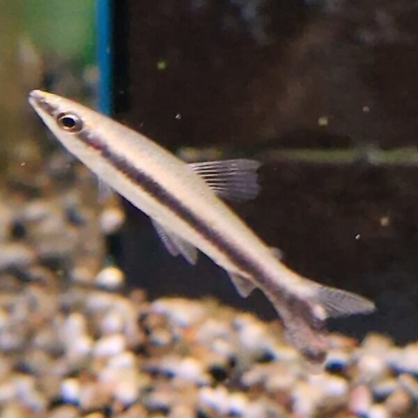 Poecilibrycon / Nannosthomus eques ( potloodvisje )