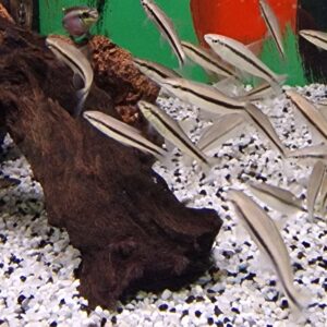 Crossocheilus siamensis ( Siamese algeneter )