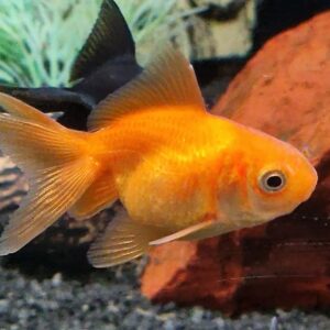 Carassius auratus ( sluierstaart )