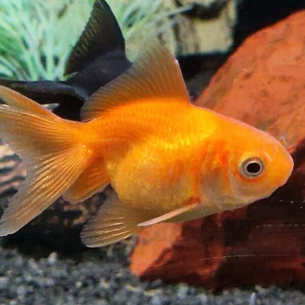 Carassius auratus ( sluierstaart )