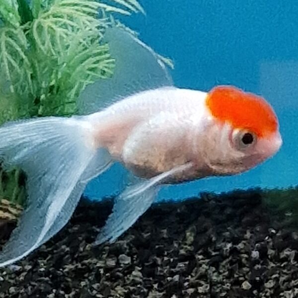 Carassius auratus ( sluierstaart ) - Image 4