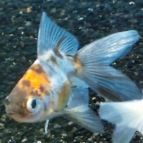 Carassius auratus ( sluierstaart ) - Image 3