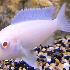 Pseudotropheus snowwhite
