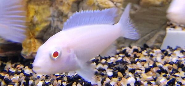 Pseudotropheus snowwhite
