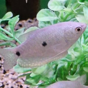Trichogaster trichopterus ( blauwspat )