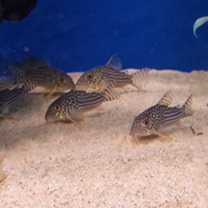 Corydoras sterbai