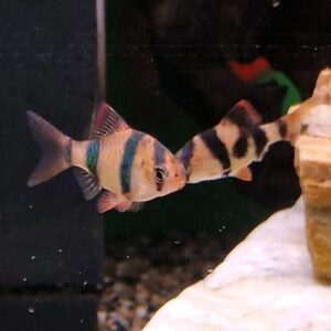 Barbus tetrazona ( Sumatraan )