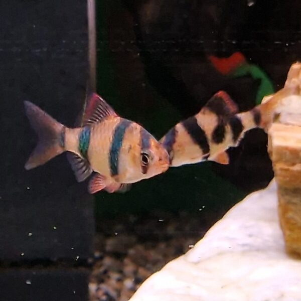 Barbus tetrazona ( Sumatraan )