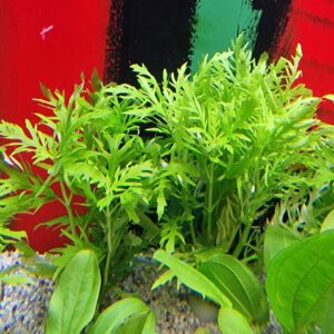 Hygrophila difformis
