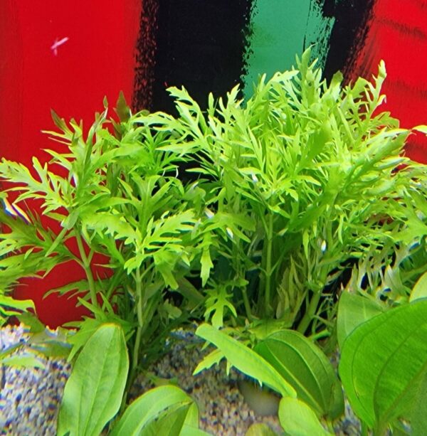 Hygrophila difformis