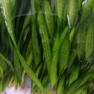 Vallisneria asiatica