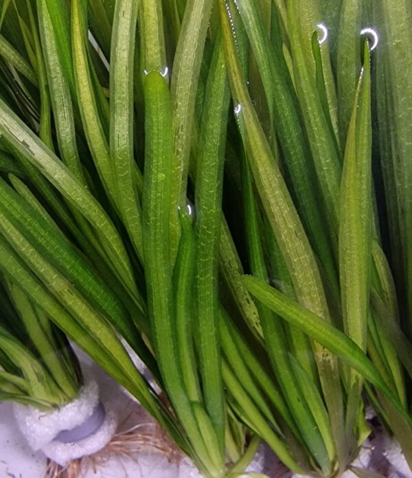 Vallisneria spiralis