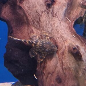 Peckoltia vittata