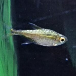 Hemigrammus rodwayi ( goudtetra )