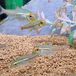 Hemigrammus erythrozonus ( vuurneon )