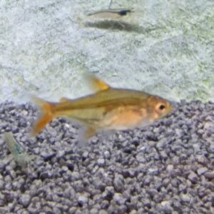 Hyphessobrycon amandae ( Rode of vuurtetra )