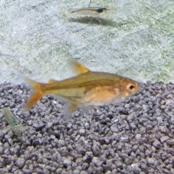 Hyphessobrycon amandae ( Rode of vuurtetra )