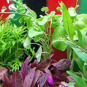 Hydrocotyle leucocephala