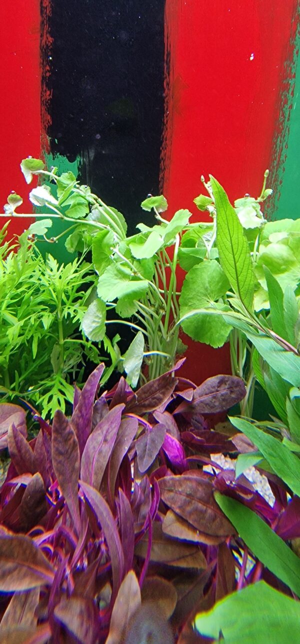 Hydrocotyle leucocephala