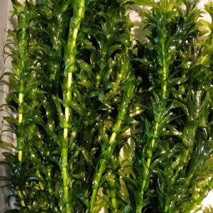 Elodea densa ( waterpest )