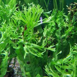 Microsorum windelov