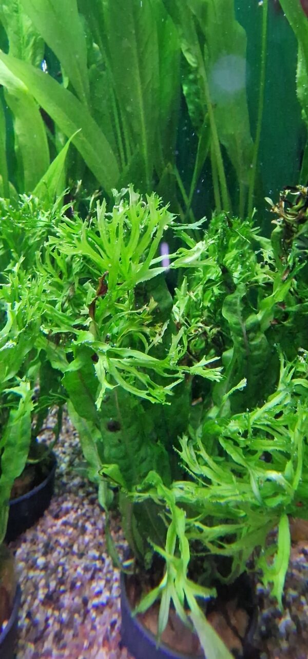 Microsorum windelov