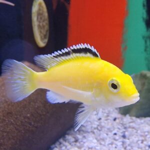 Labidochromis caeruleus