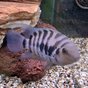 Archocentrus nigrofasciatus ( Zebra cichlide )