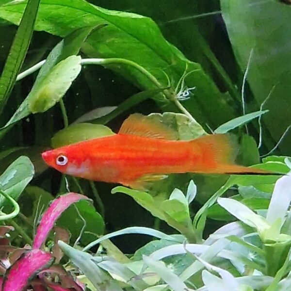 Xiphophorus helleri ( Zwaarddrager )