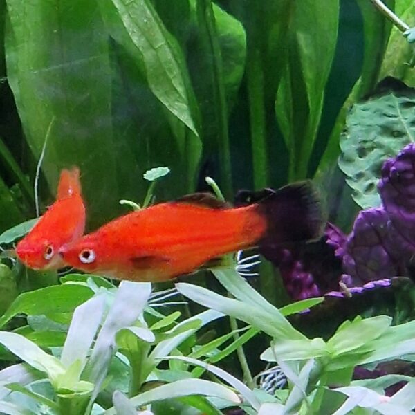Xiphophorus helleri ( Zwaarddrager ) - Image 4