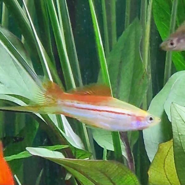 Xiphophorus helleri ( Zwaarddrager ) - Image 2