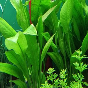 Echinodorus bleheri