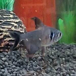 Megalamphodus megalopterus ( Zwarte fantoomzalm )