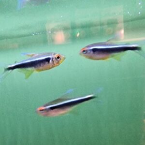 Hyphessobrycon herbert axelrodi ( Zwarte neon )